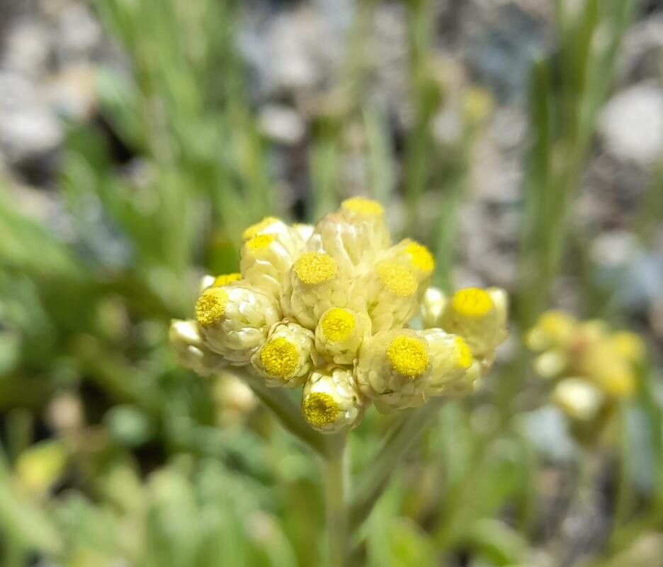 Pseudognaphalium vira-vira flower