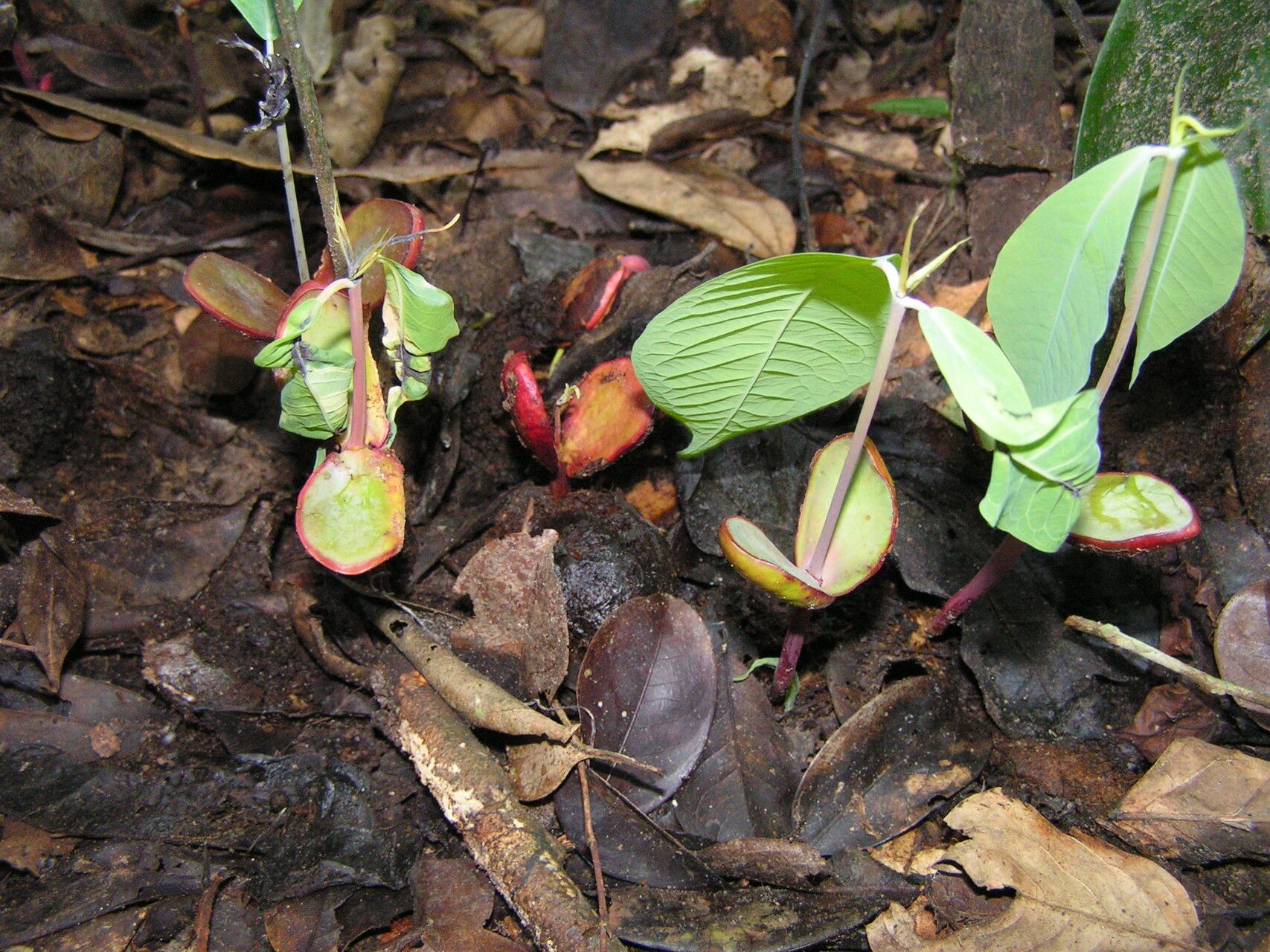 Irvingia tenuinucleata habit
