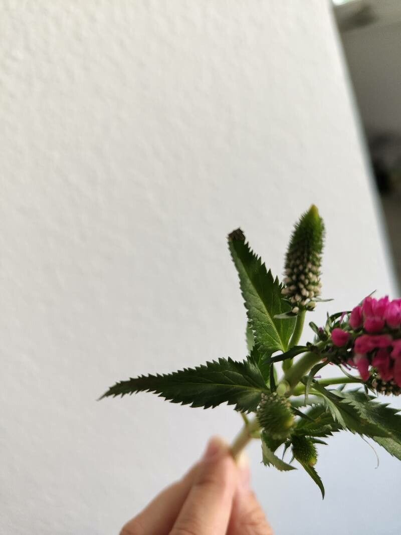 Veronica paniculata leaf