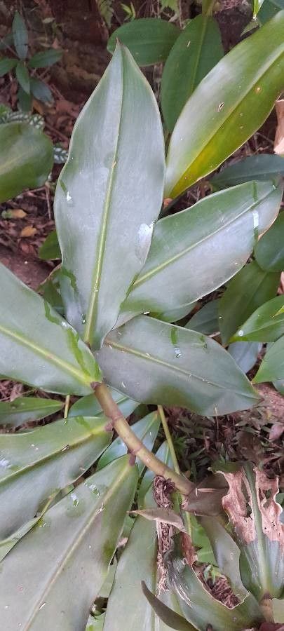 Costus comosus — search result for 'Costus'