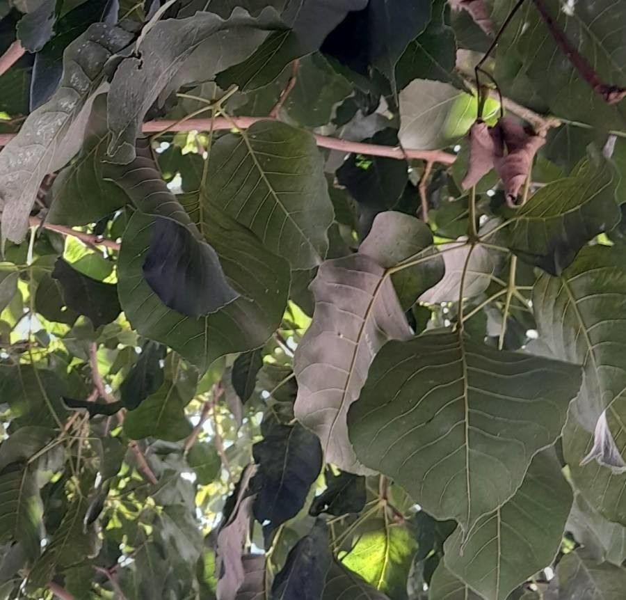 Handroanthus impetiginosus leaf