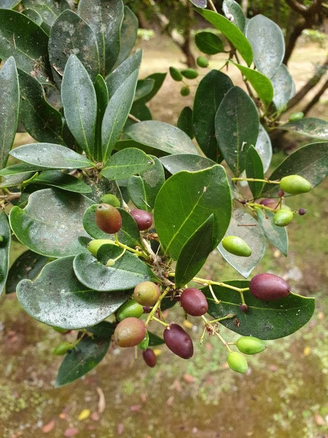 Picconia azorica fruit