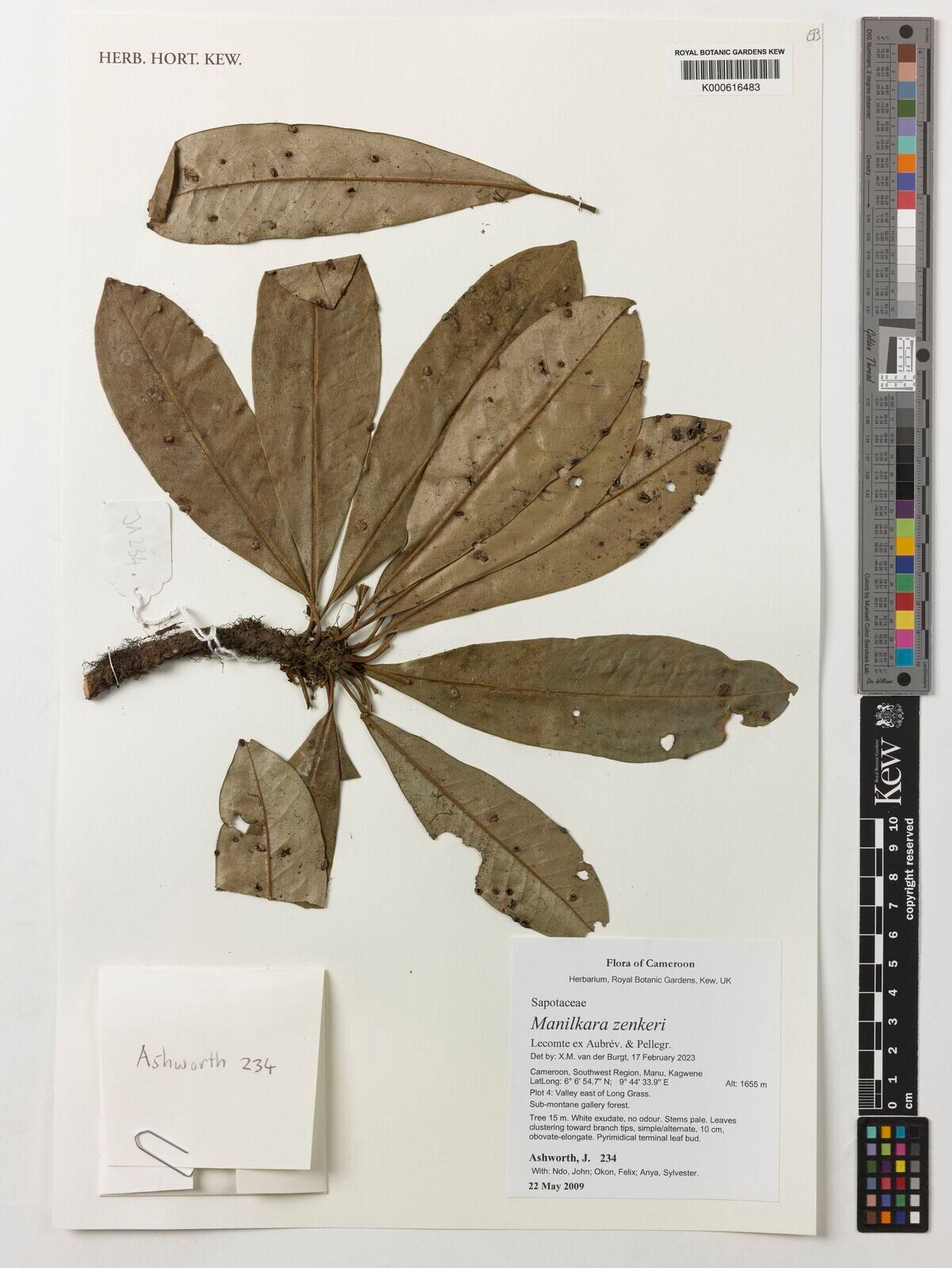 Manilkara zenkeri — houseplant care guide