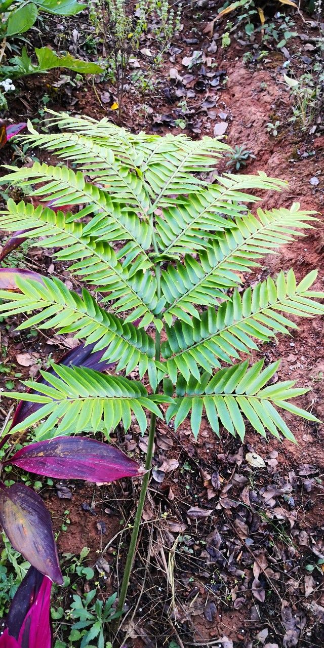 Angiopteris fokiensis — related species from the same genus