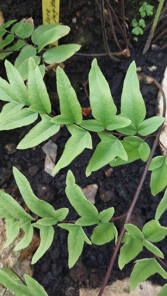 Pellaea sagittata — search result for 'Pellaea'