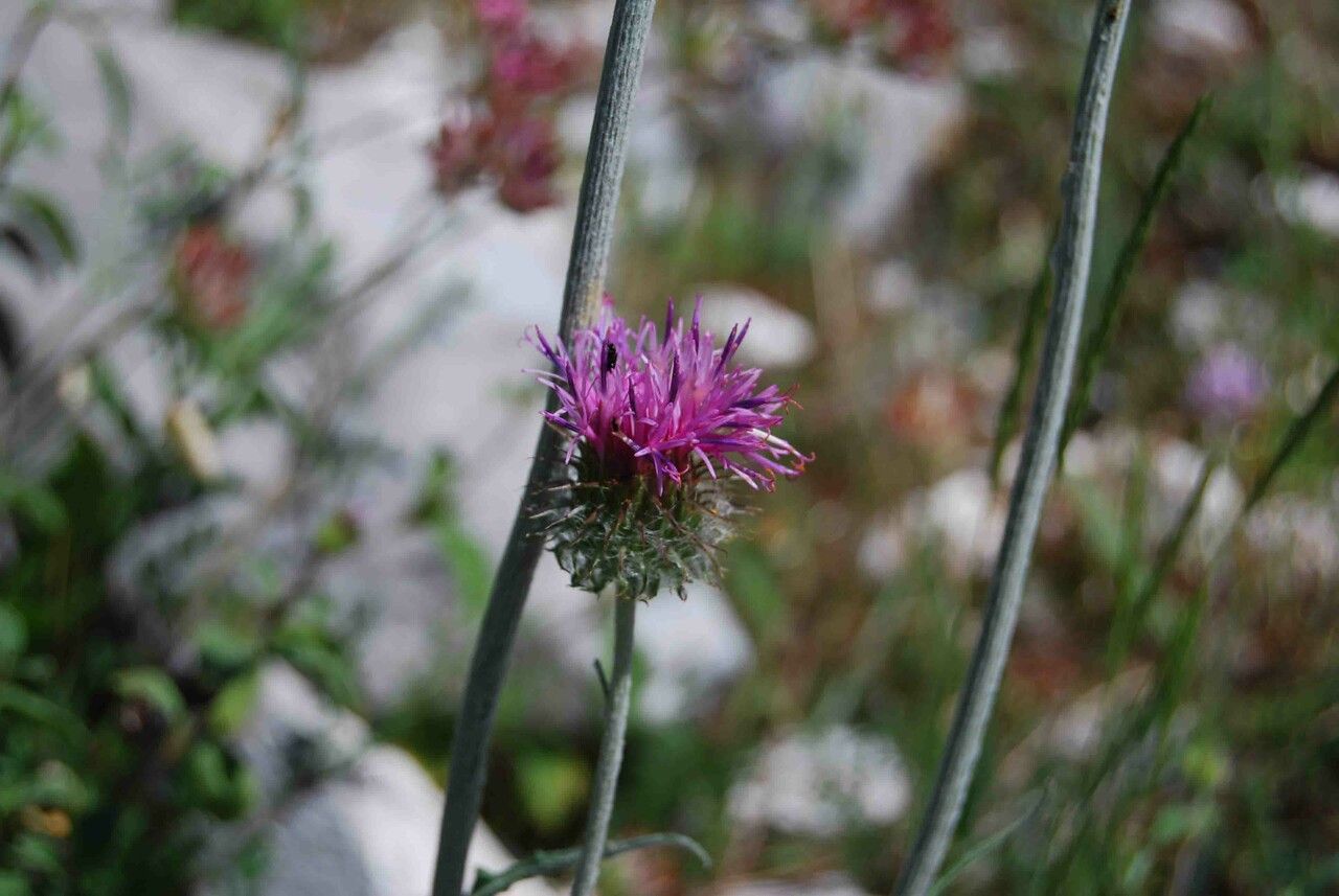 Jurinea mollis flower