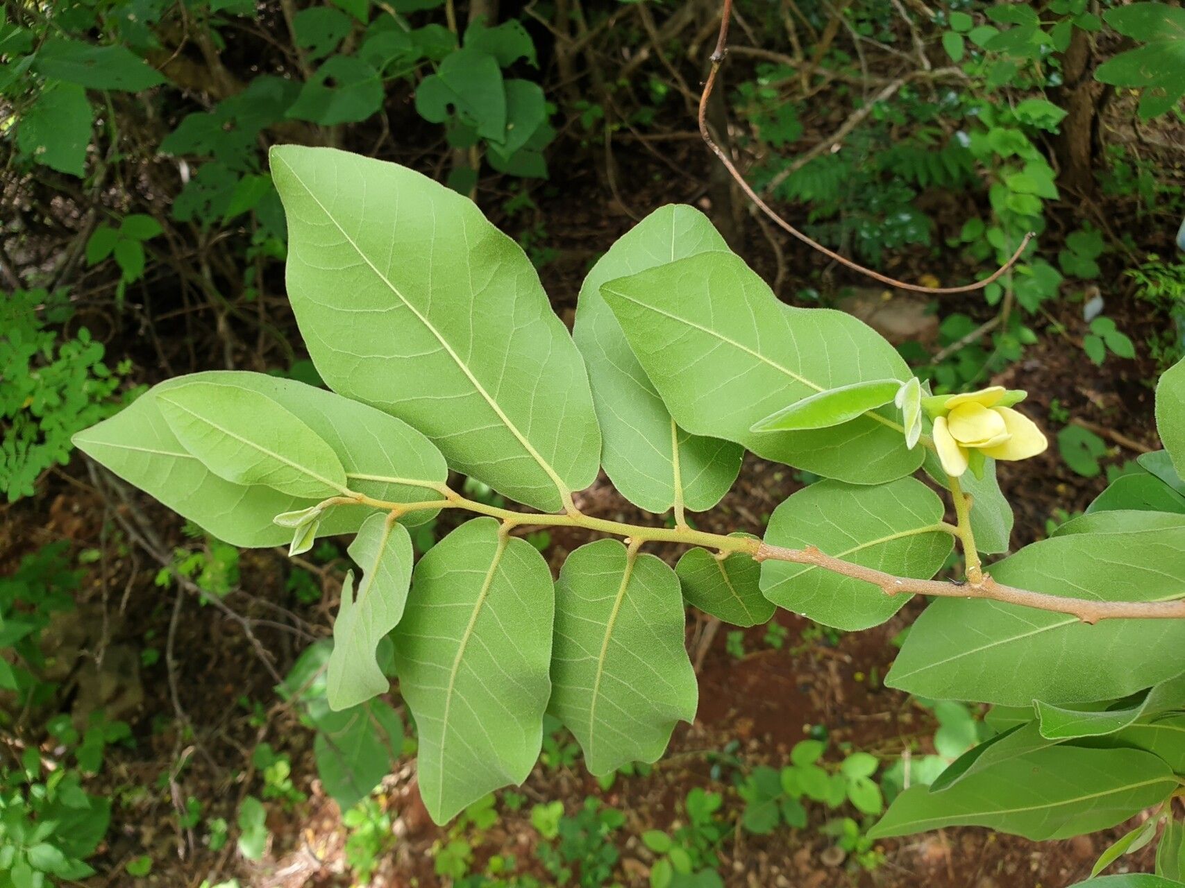 Uvaria relambo leaf