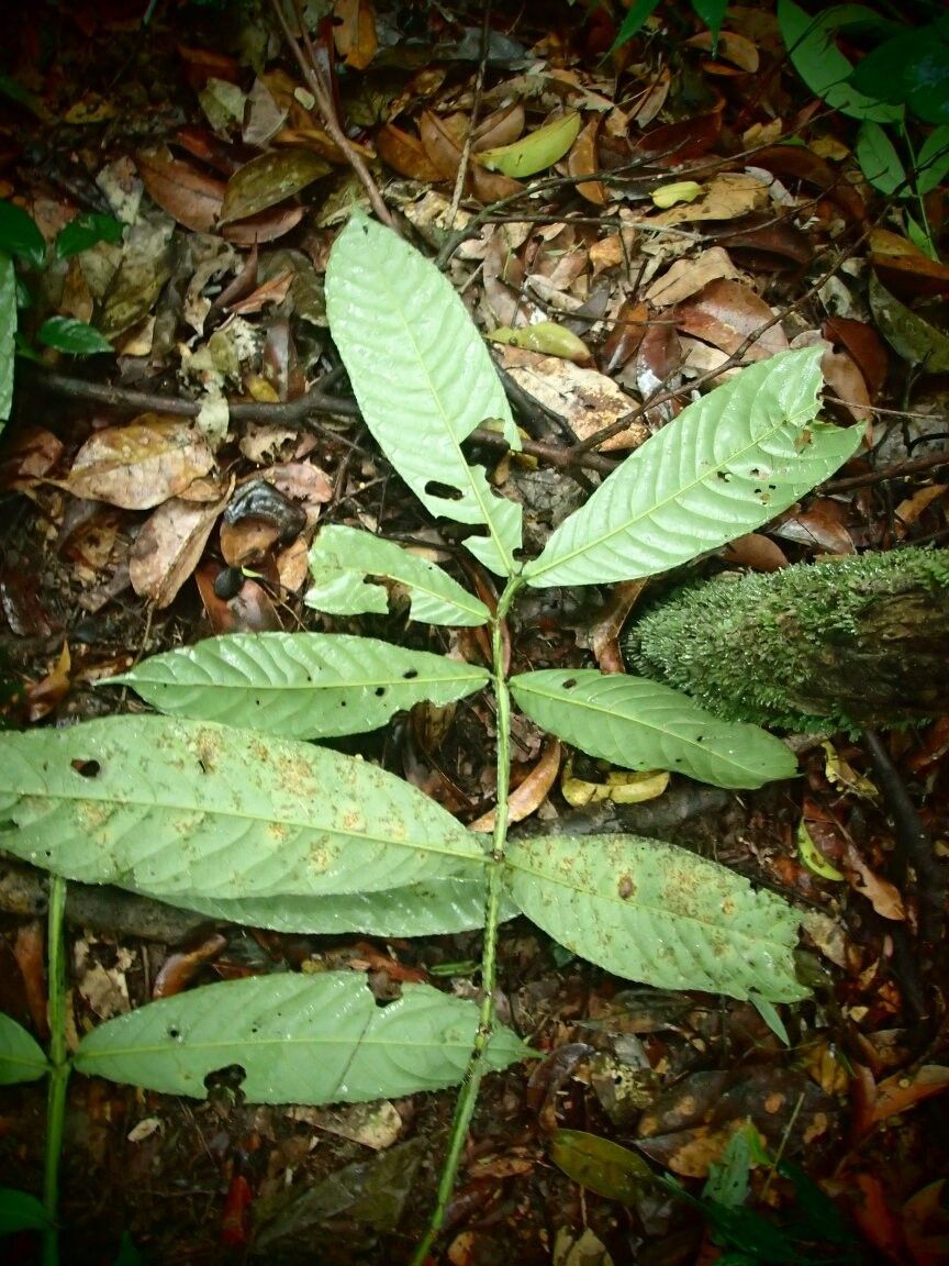 Salacia alata — related species from the same genus