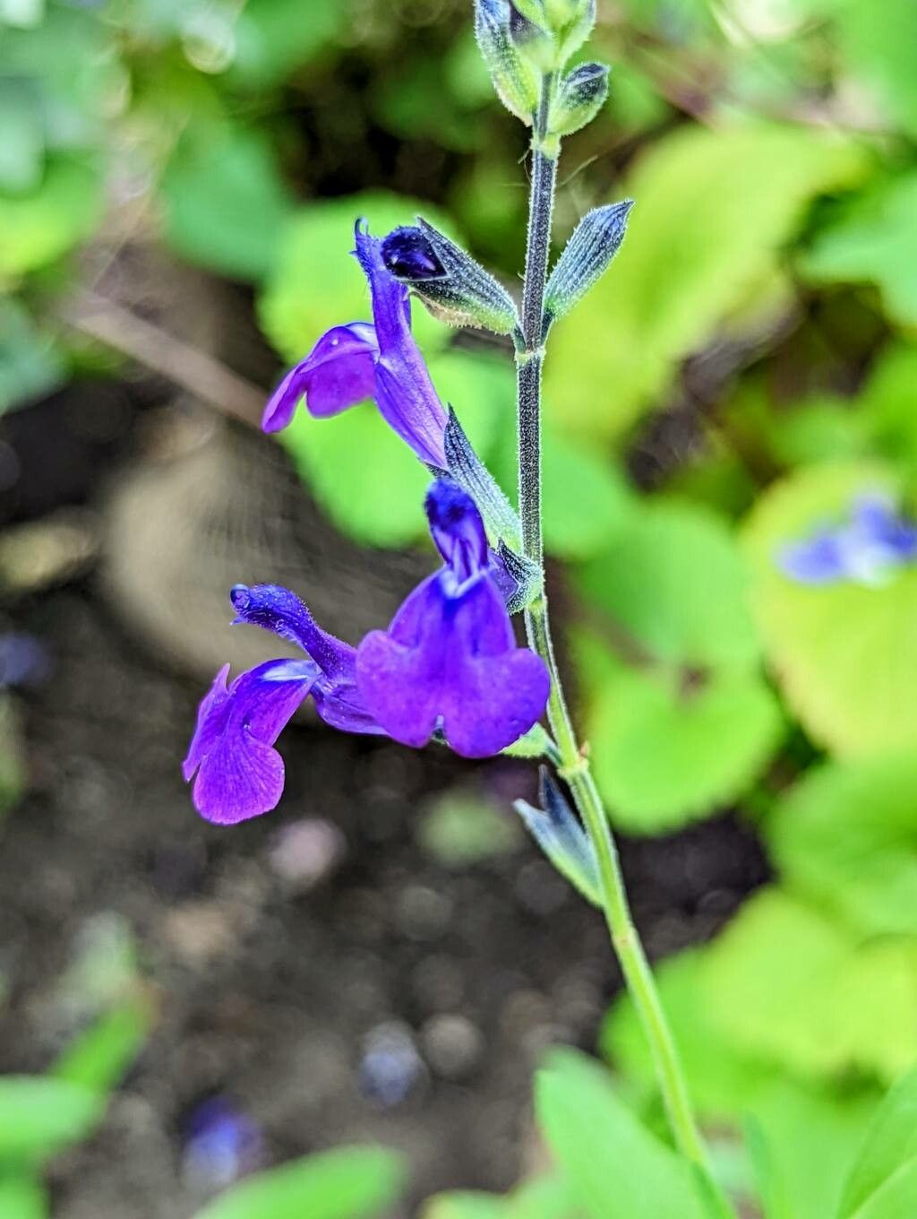 Salvia coahuilensis flower