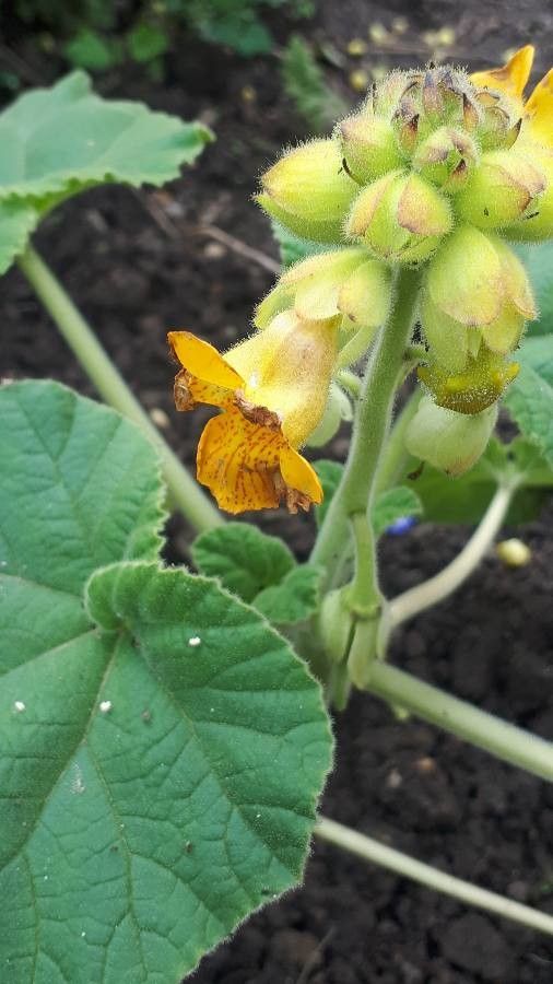Ibicella lutea flower