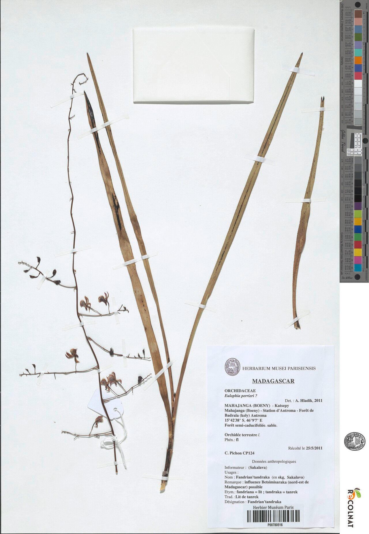 Eulophia perrieri — houseplant care guide