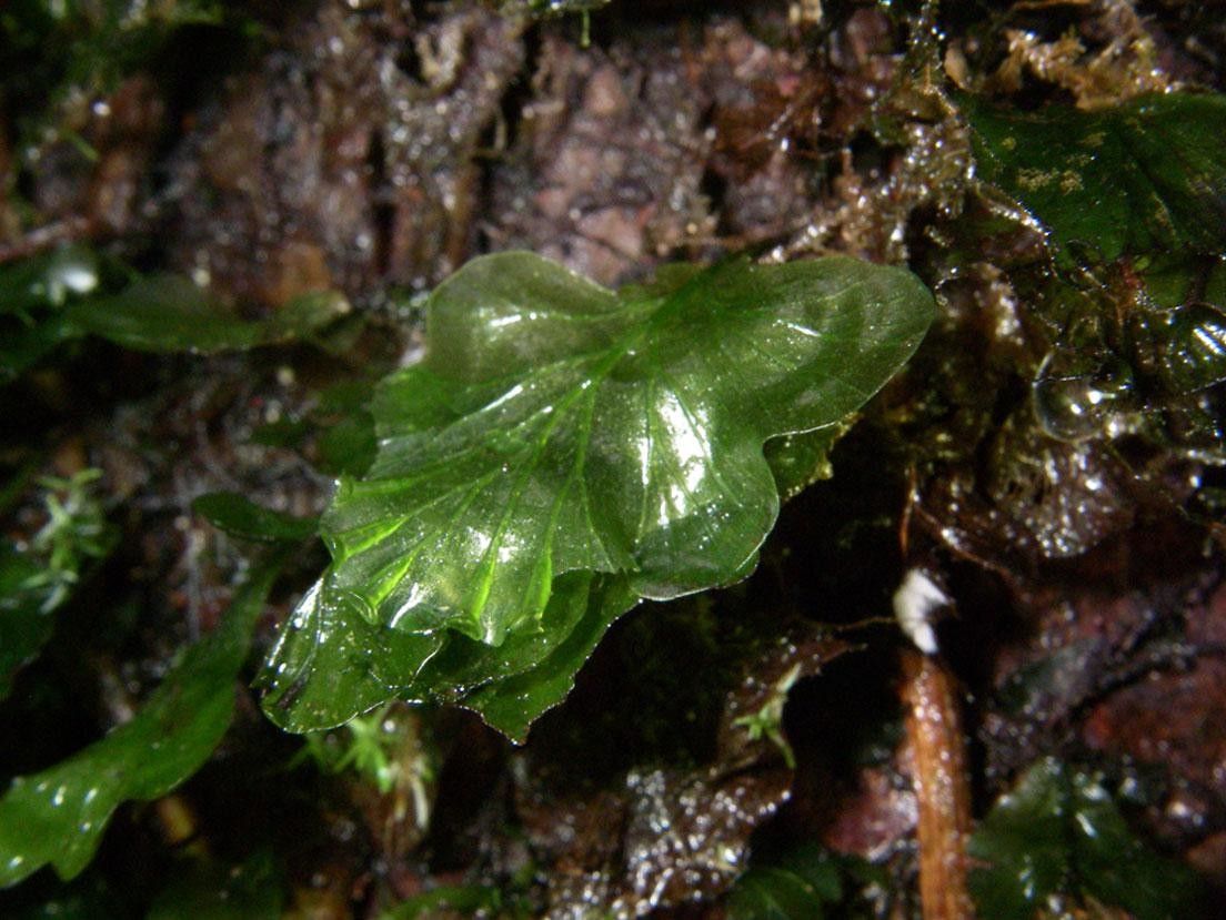 Trichomanes godmanii — houseplant care guide