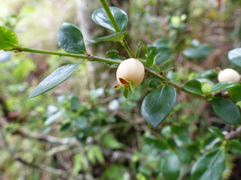 Psychotria bourailensis fruit
