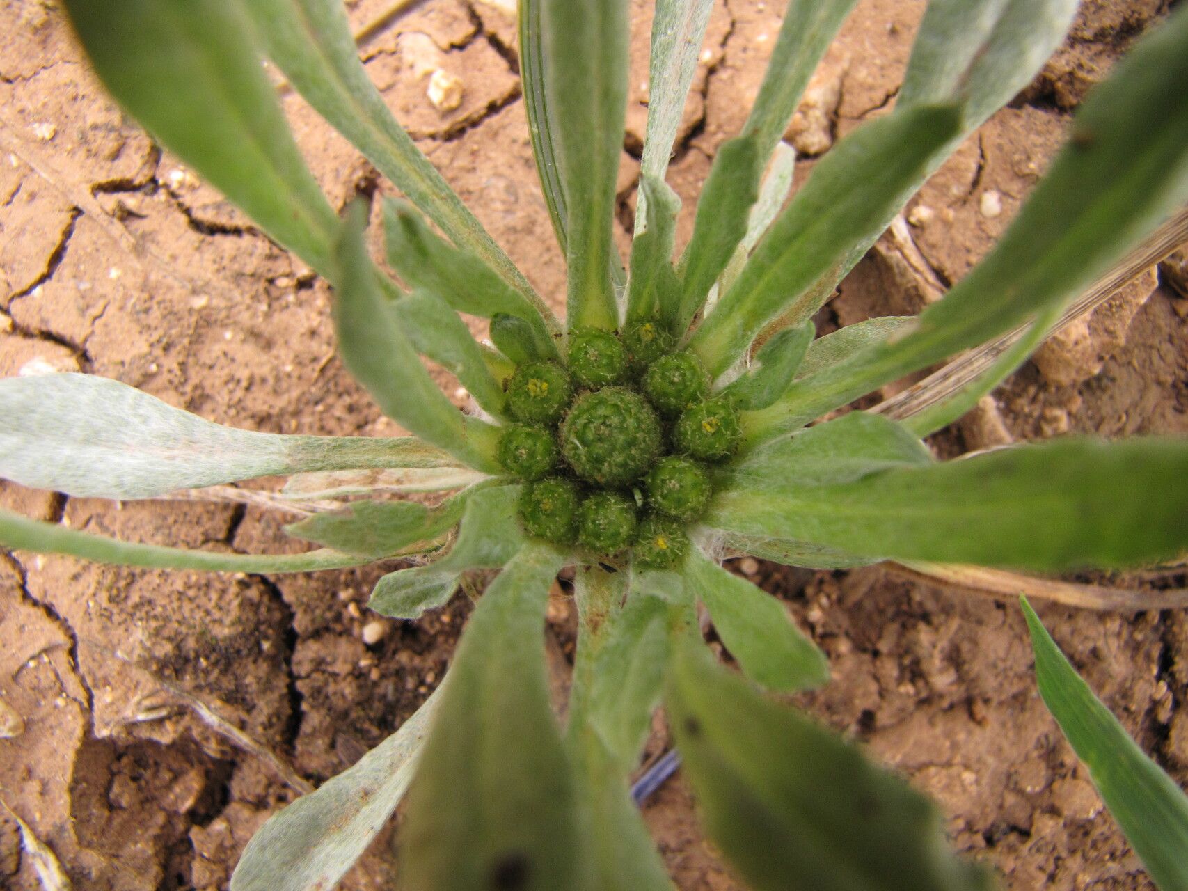 Filago contracta — search result for 'Filago'