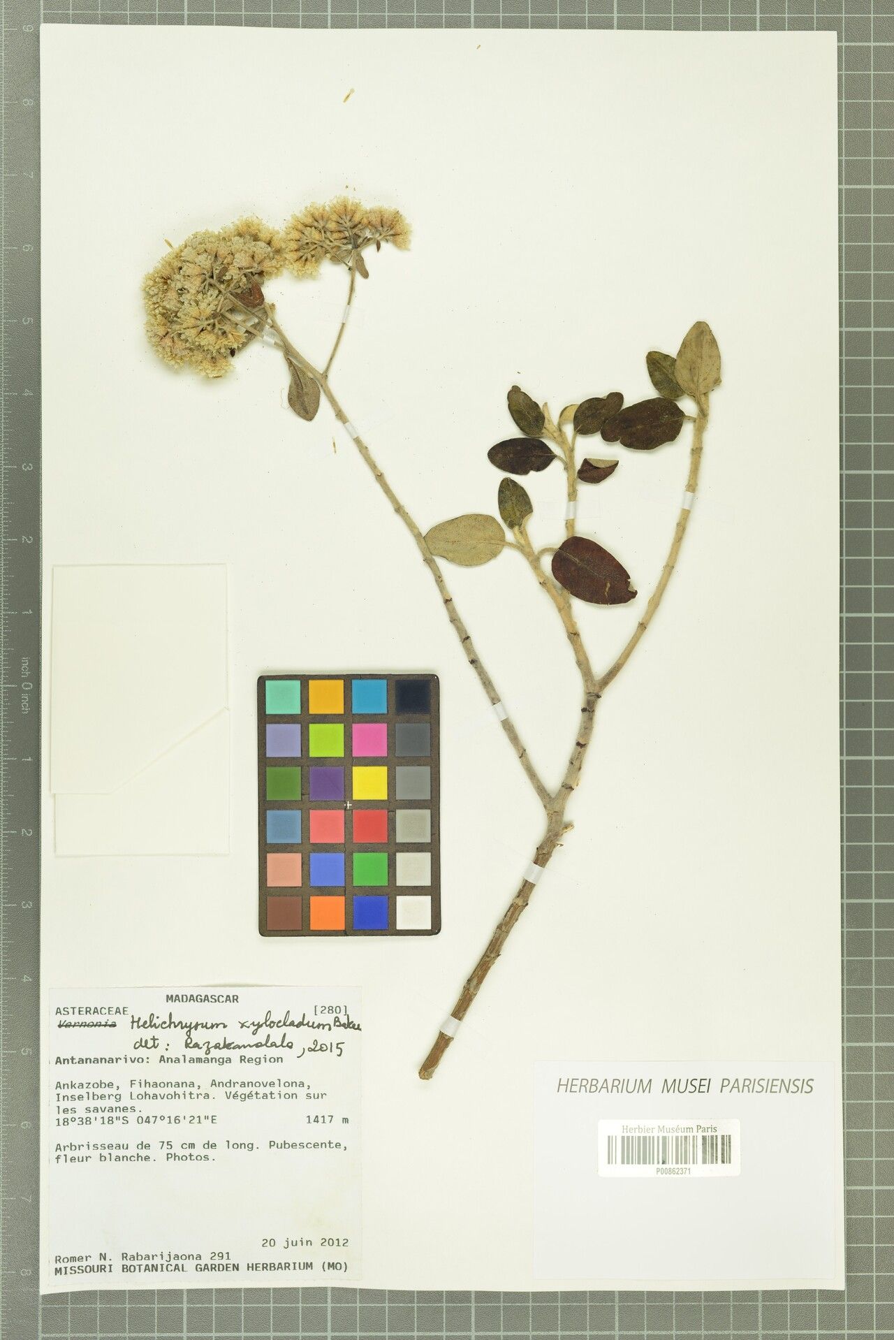 Helichrysum xylocladum — houseplant care guide