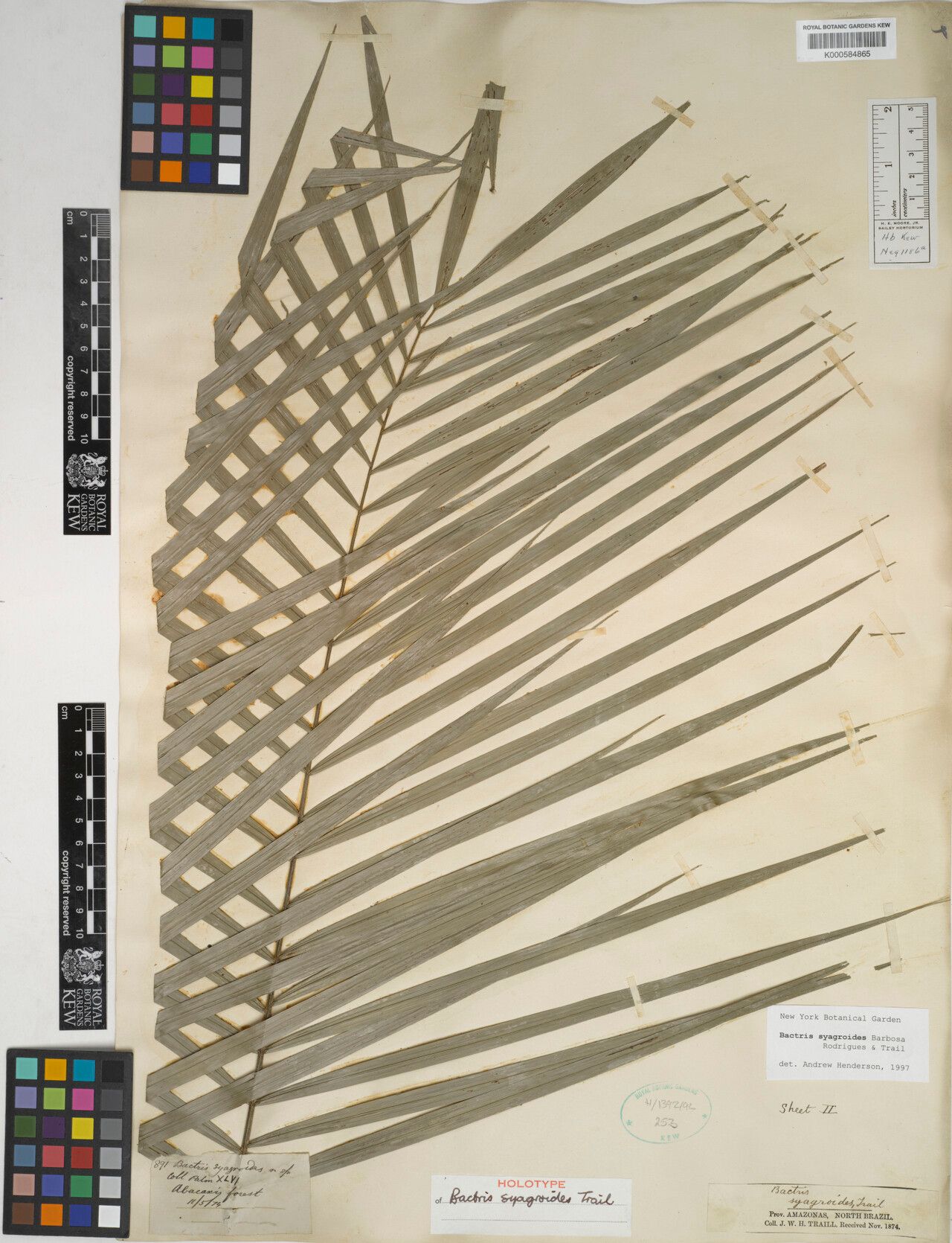 Bactris syagroides leaf