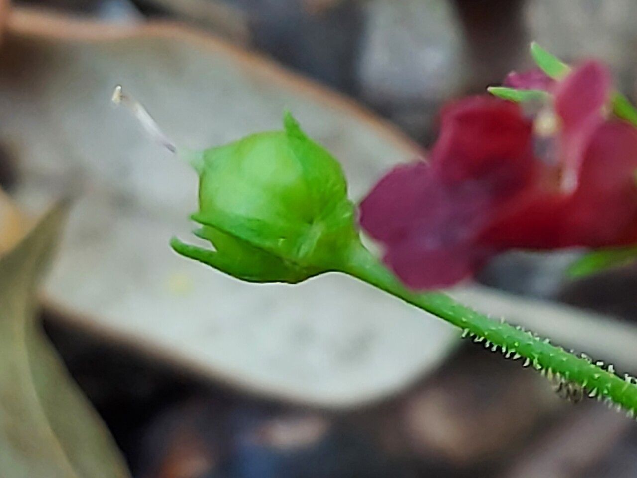 Scrophularia peregrina fruit