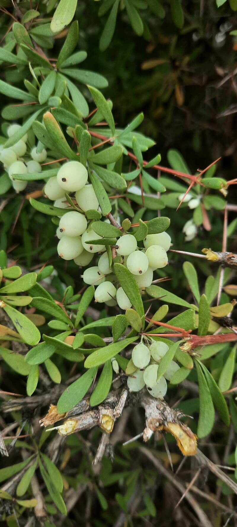 Berberis wilsoniae fruit