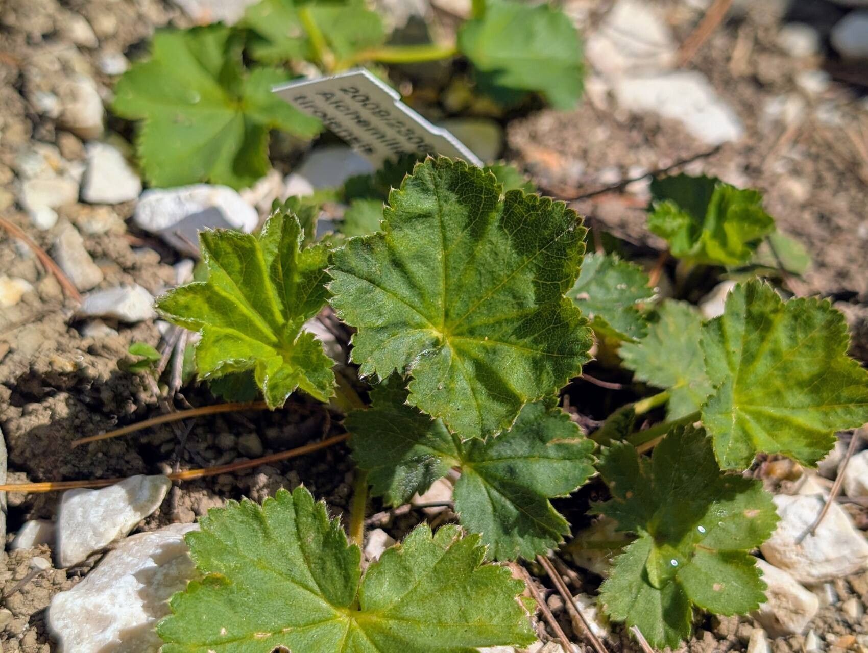 Alchemilla tirolensis habit