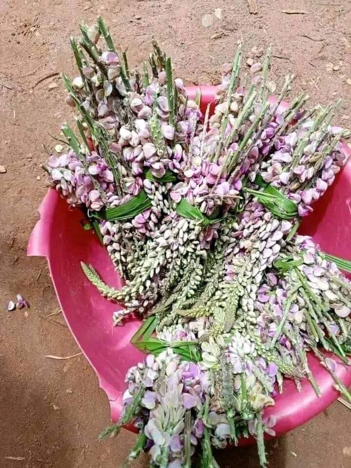 Polygala macrostigma — search result for 'Polygala'