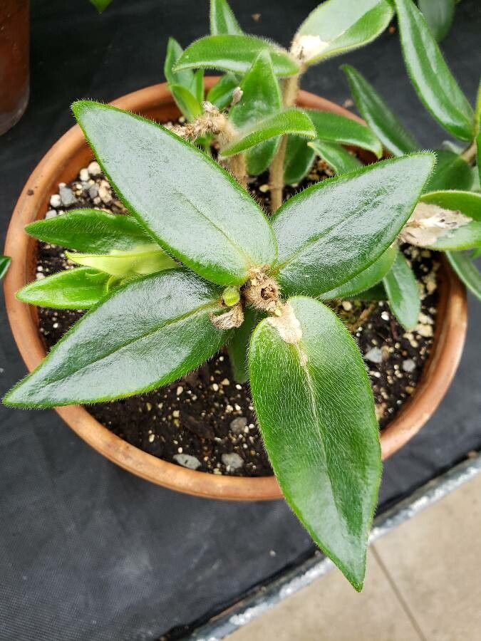 Nematanthus pycnophyllus leaf