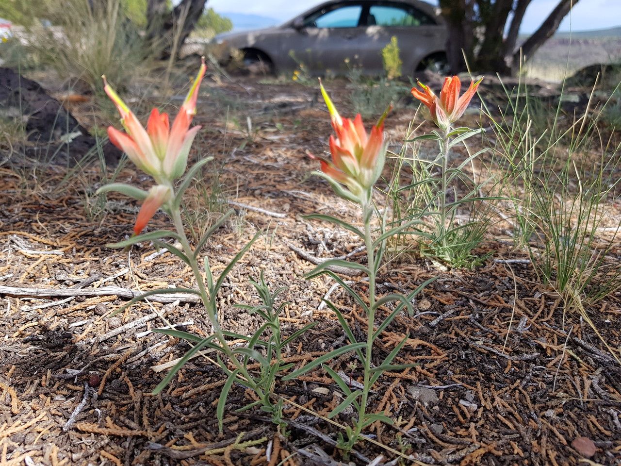 Castilleja integra — search result for 'Castilleja'