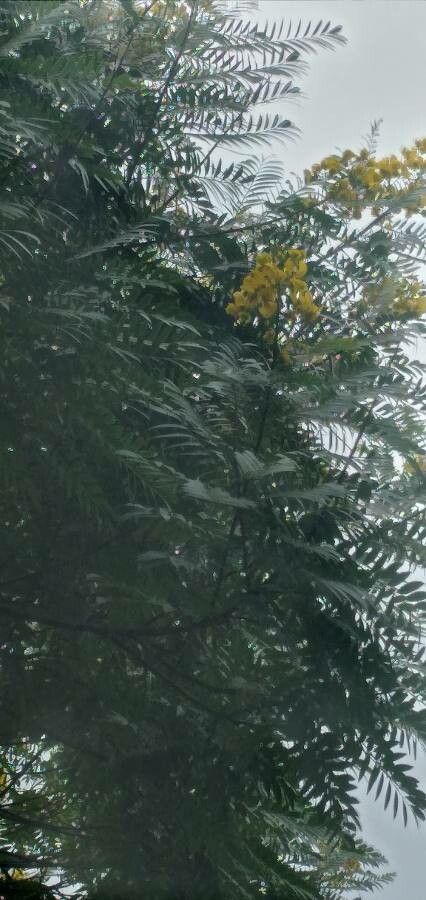 Peltophorum dubium — search result for 'Paraguay'