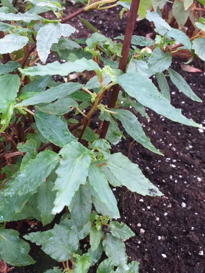 Begonia cubensis leaf
