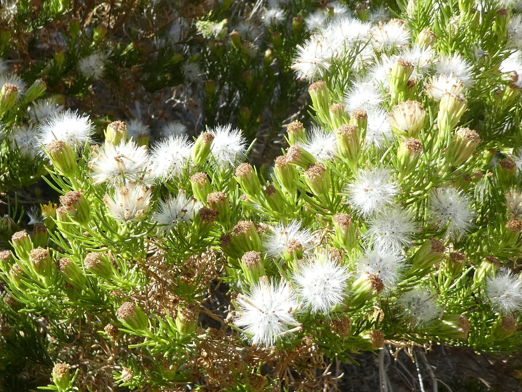 Peucephyllum schottii flower