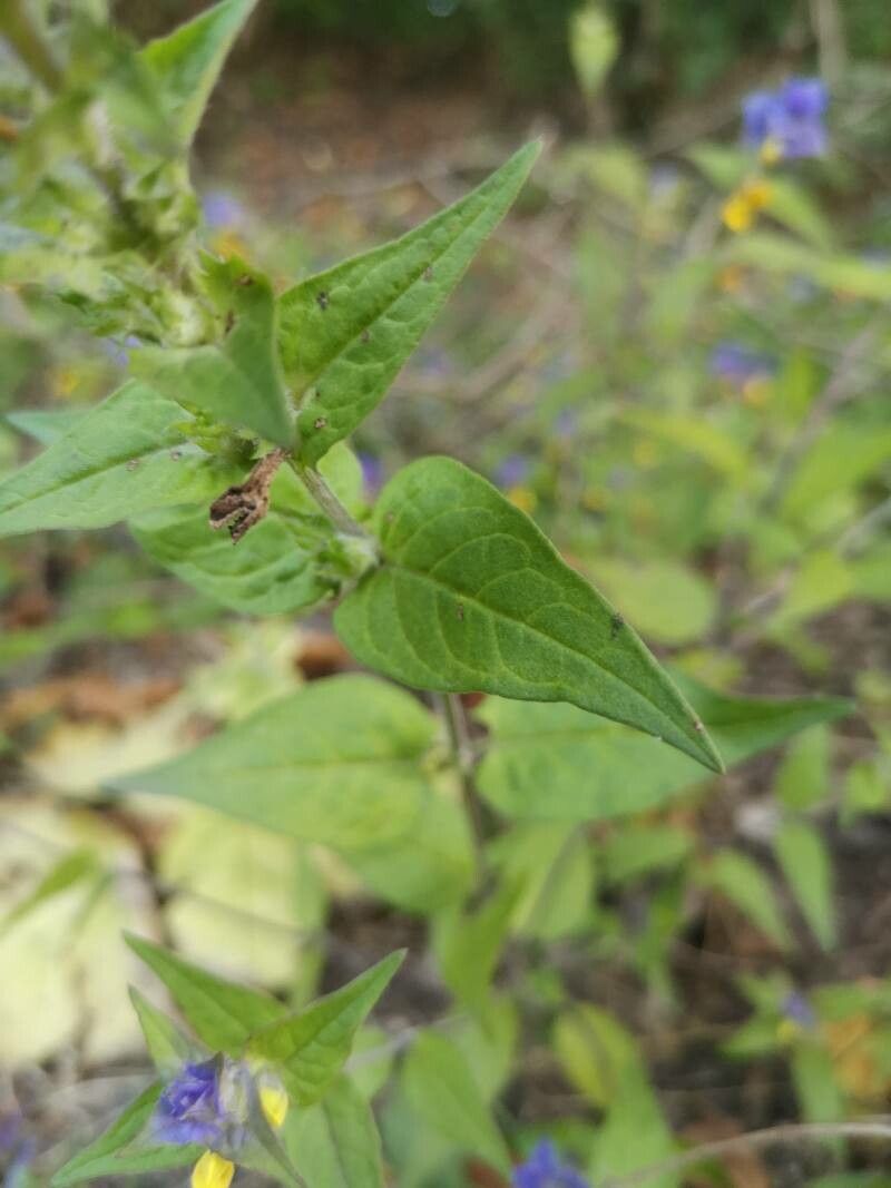 Melampyrum catalaunicum — related species from the same genus