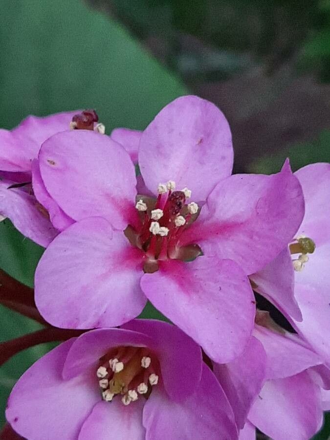 Bergenia cordifolia flower