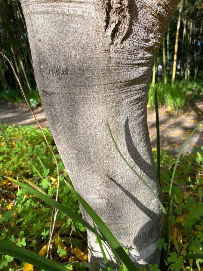 Sapindus mukorossi bark