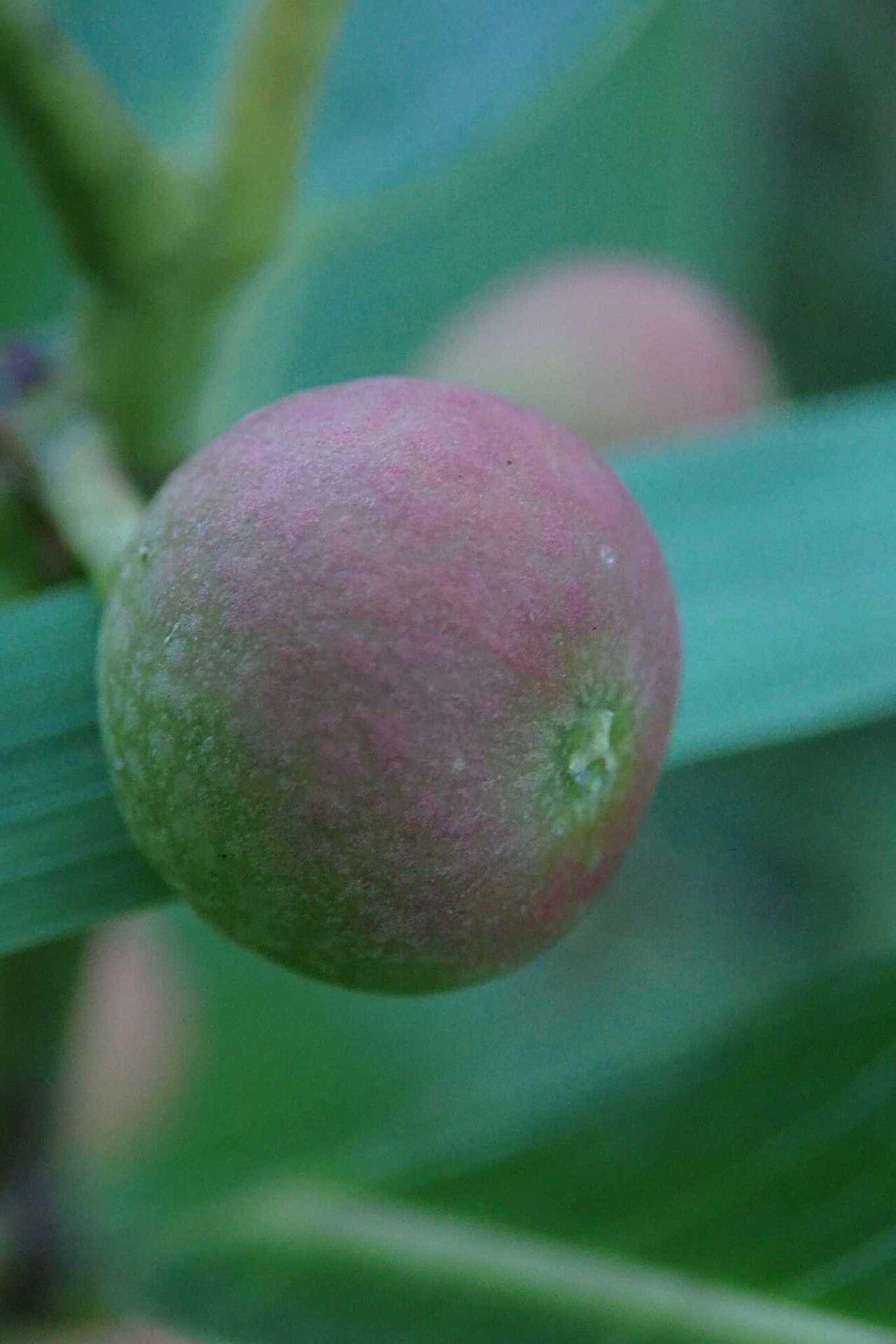 Ficus verruculosa fruit