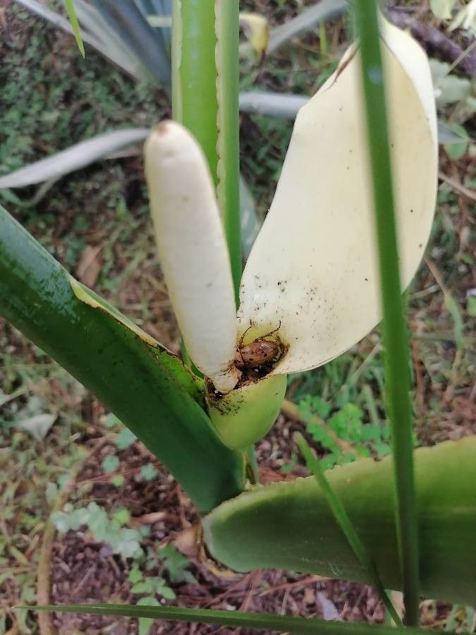 Philodendron rothschuhianum — houseplant care guide