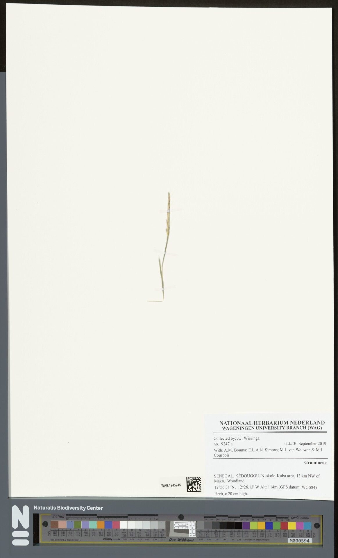 Schizachyrium urceolatum — houseplant care guide