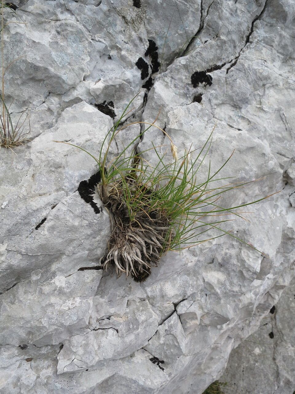 Sesleria juncifolia — houseplant care guide