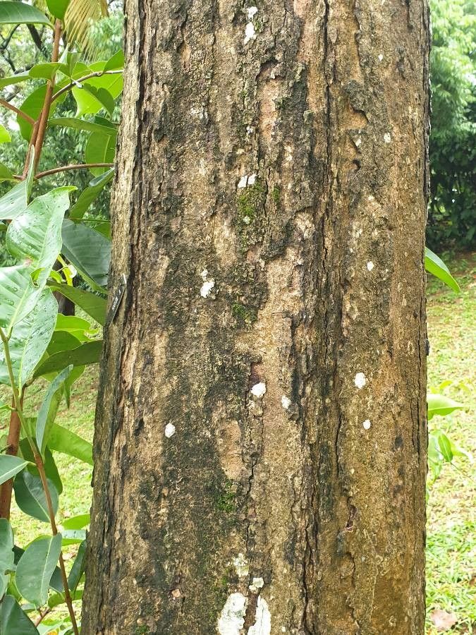 Syzygium grande bark