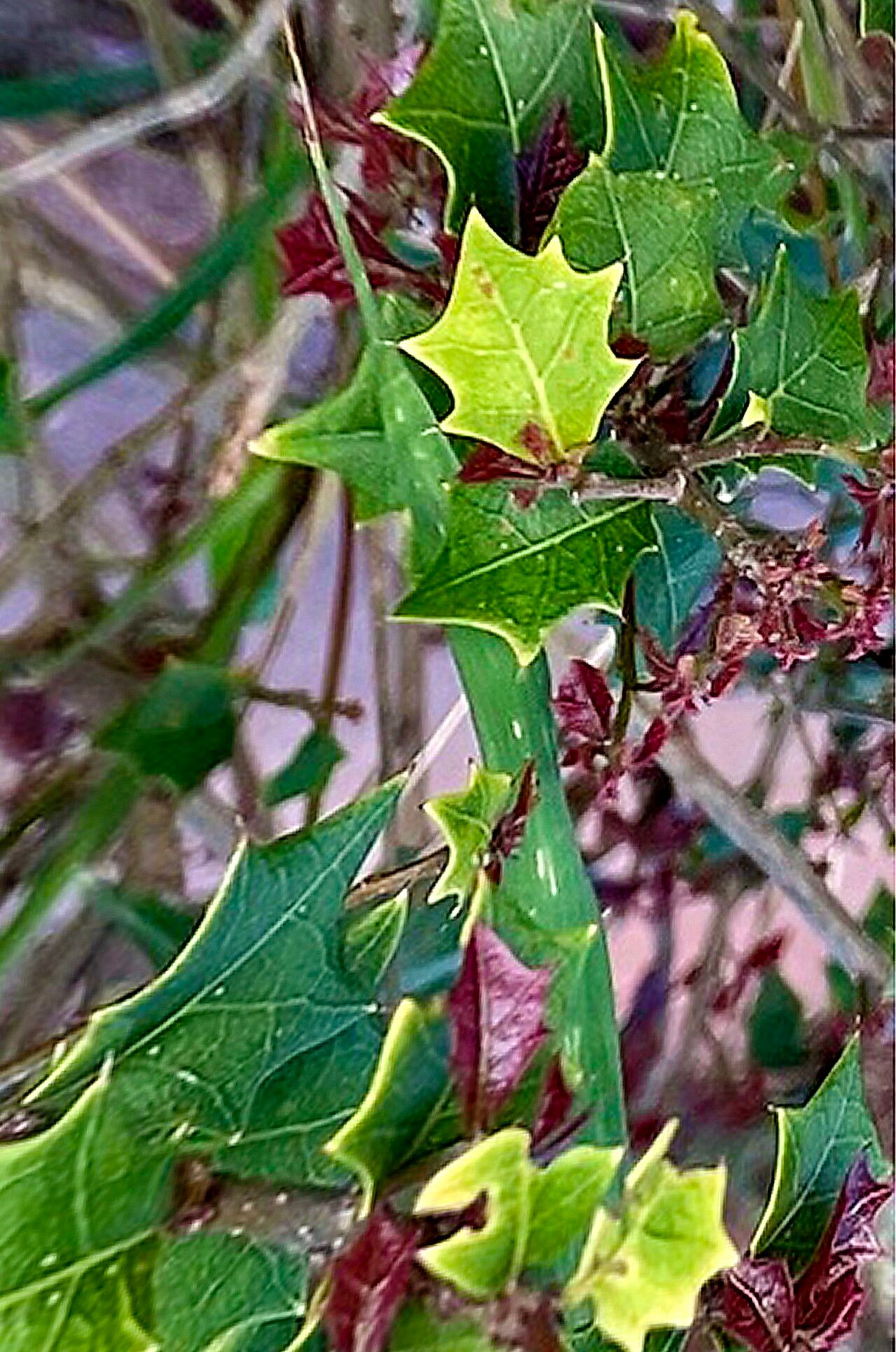 Alchornea ilicifolia — houseplant care guide