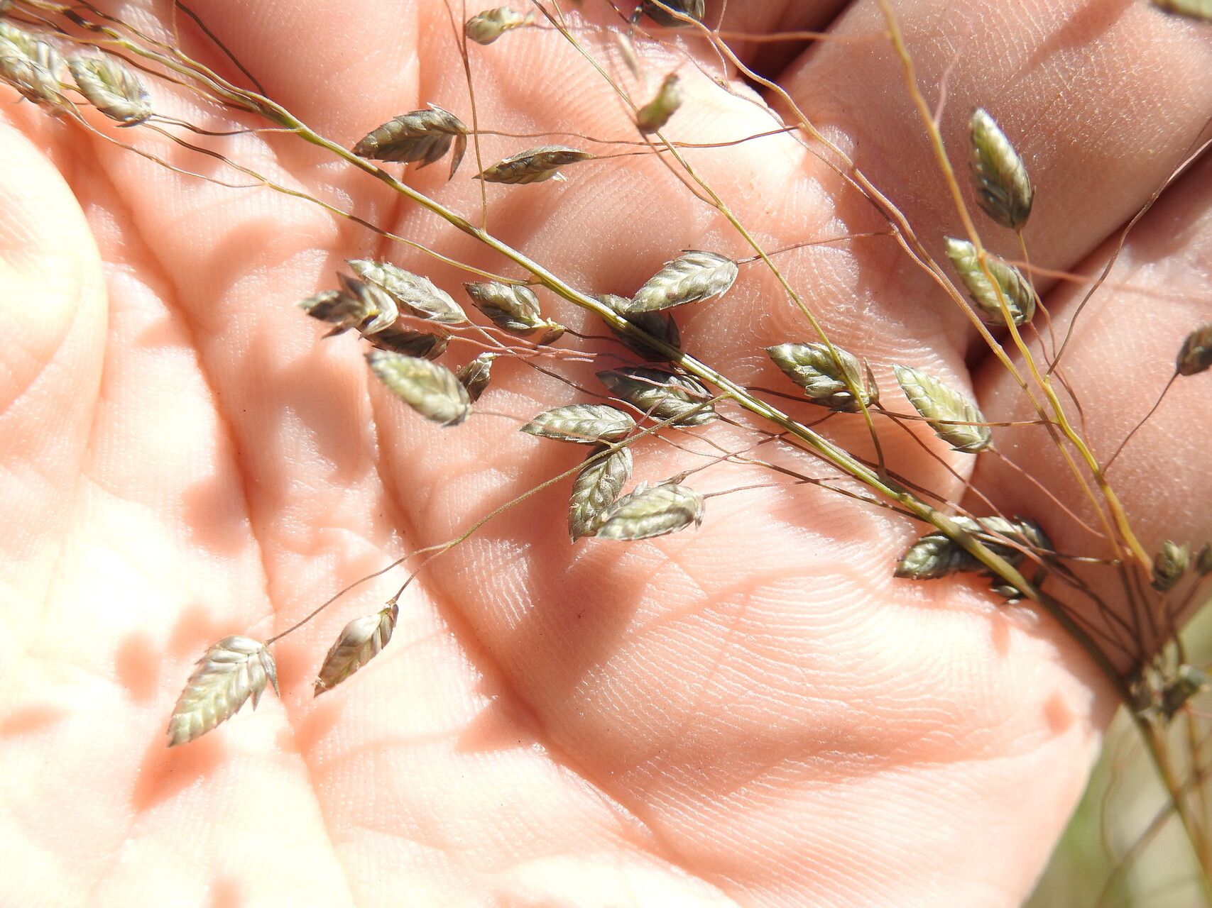 Eragrostis paniciformis flower