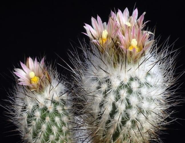 Rapicactus subterraneus — related species from the same genus