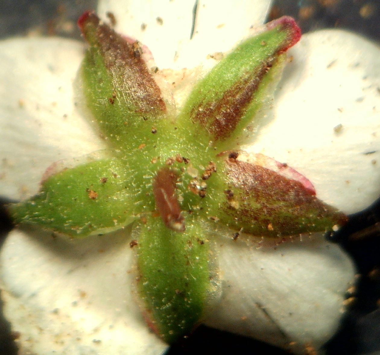 Sagina merinoi flower