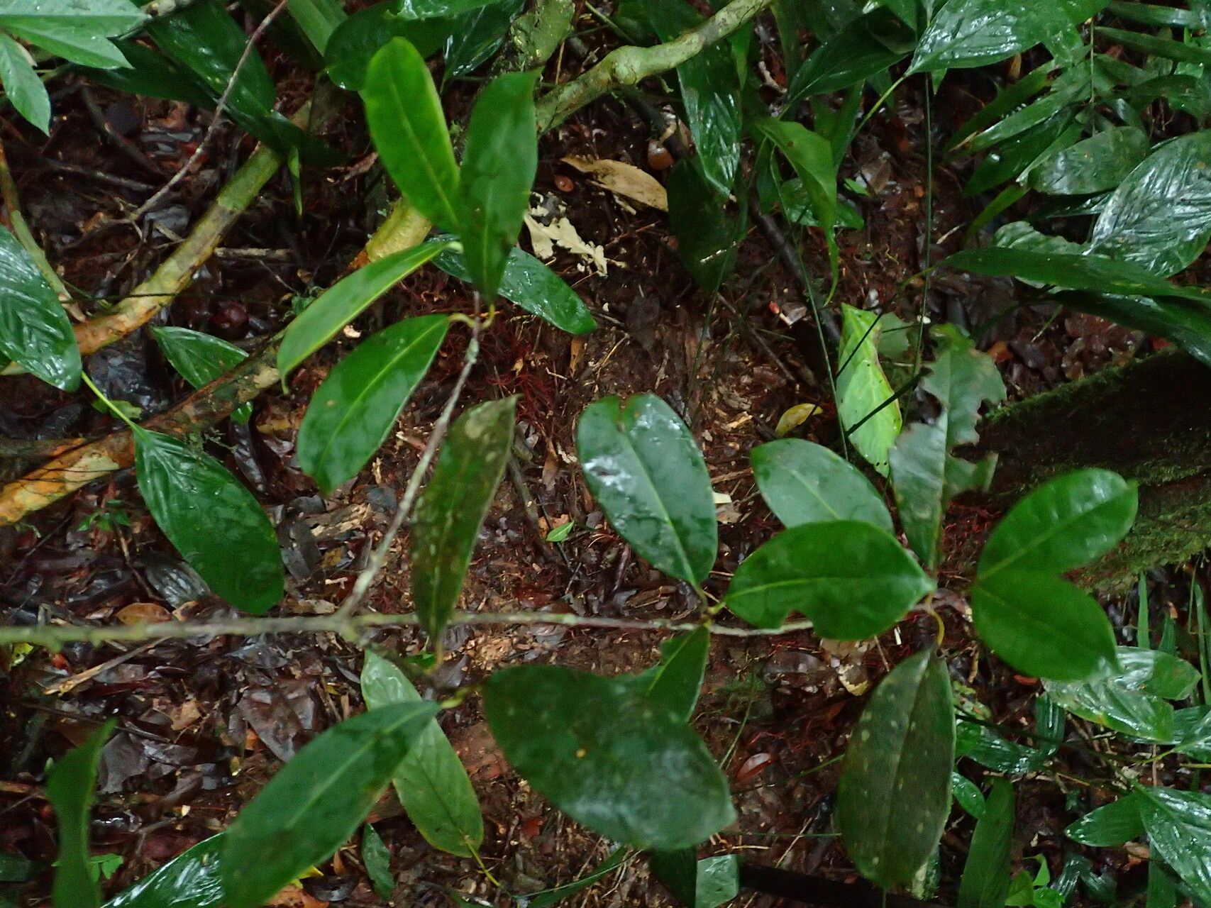 Allanblackia staneriana — houseplant care guide