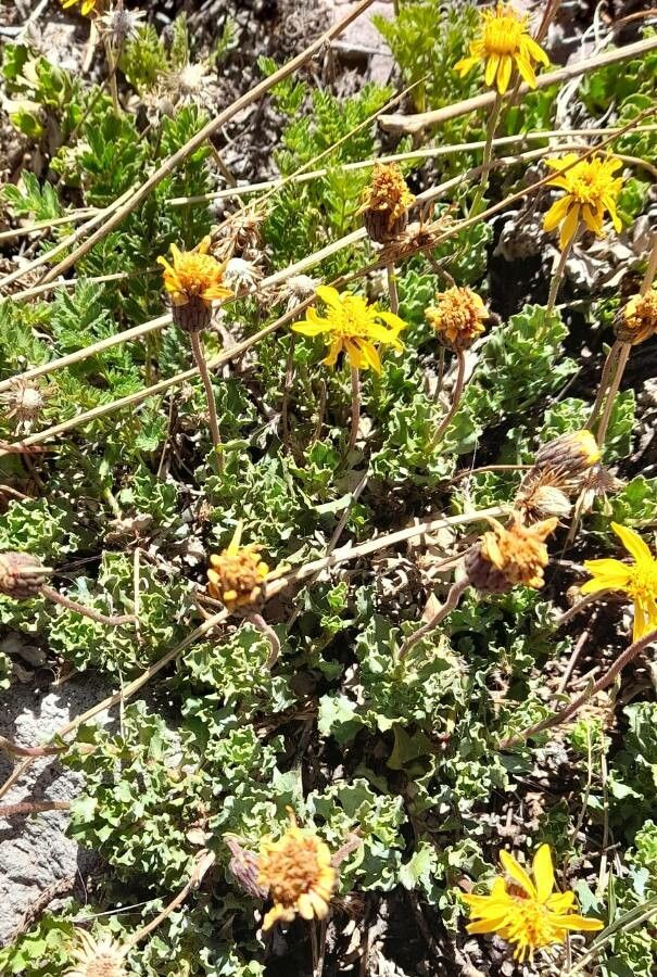Haplopappus scrobiculatus habit
