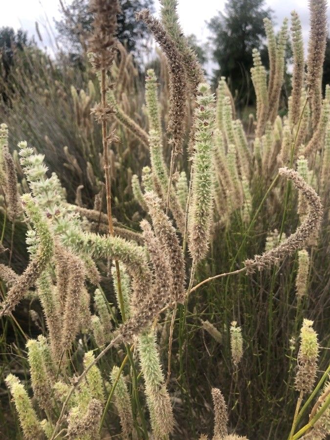 Sideritis lasiantha — houseplant care guide