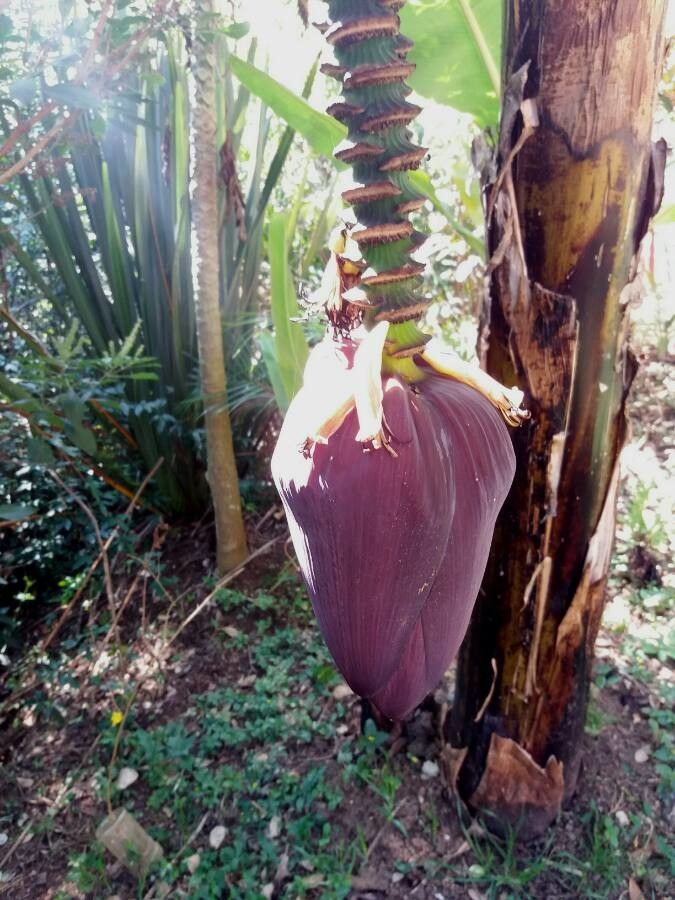 Musa × paradisiaca flower