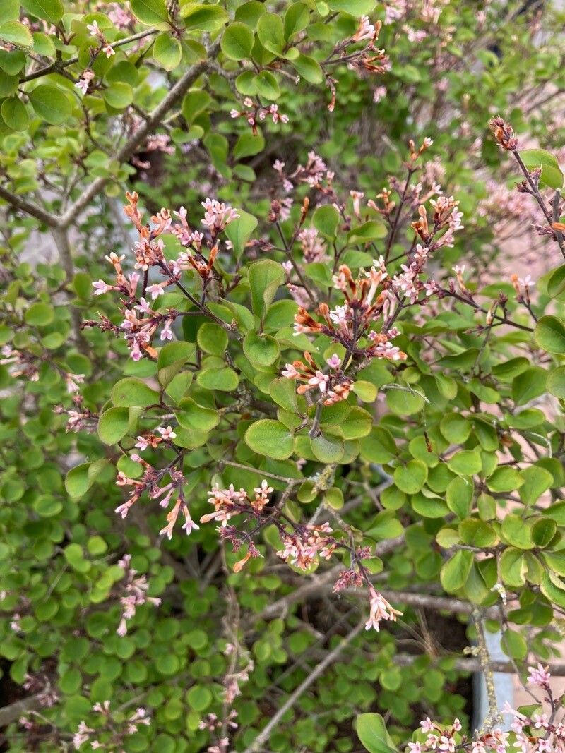Limonium insigne flower