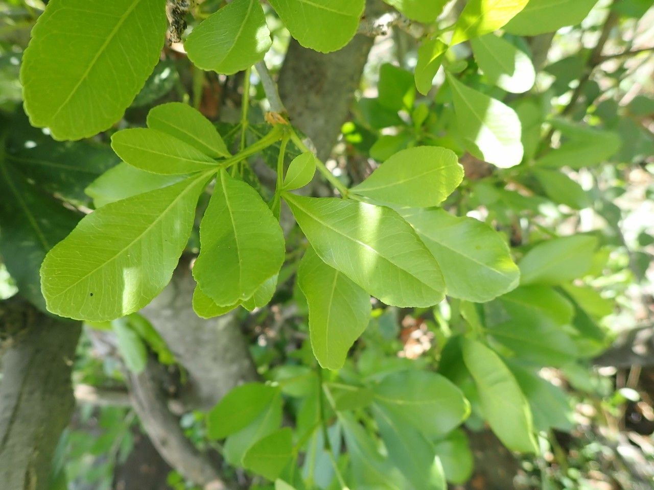 Vepris glomerata other