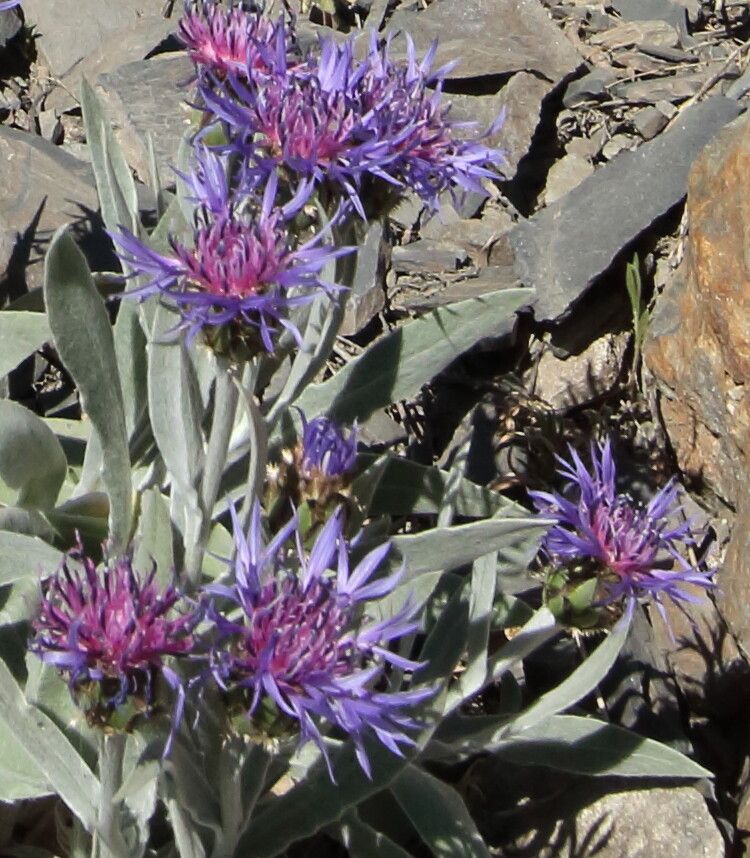 Centaurea semidecurrens flower