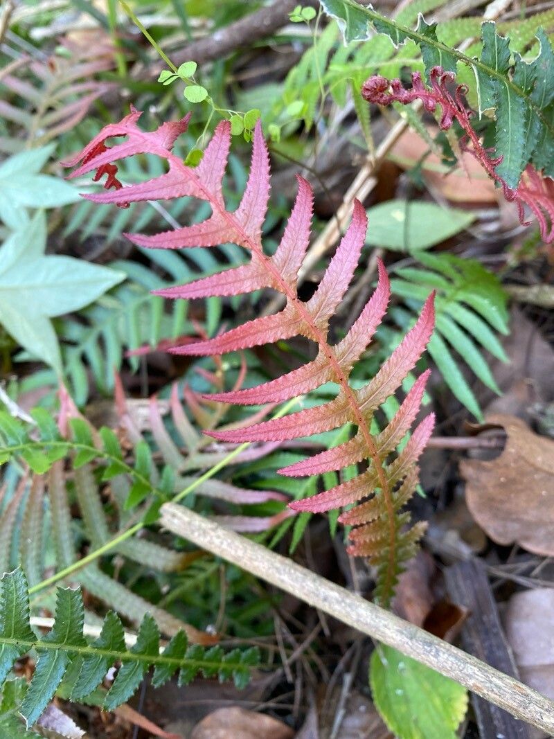Blechnum neohollandicum leaf
