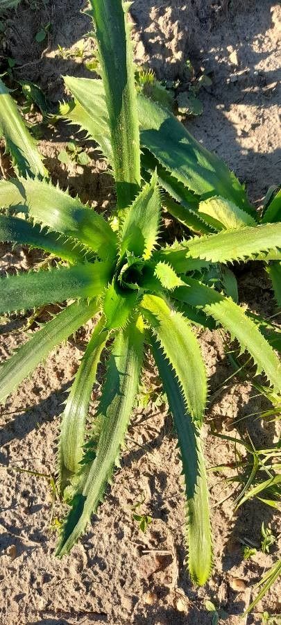 Eryngium elegans leaf